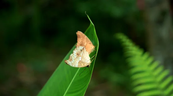 Zwei Gelbe Schmetterlinge Mit Weißen Flecken Auf Den Flügeln Sitzen — Stockfoto