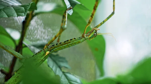 Der Große Grüne Indonesische Käfer Phasmatoptera Cyphocraniu Gigas Aus Der — Stockfoto