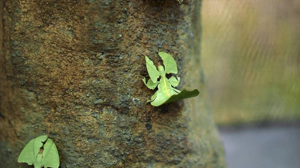 Feuille Insecte Les Phylliidae Vertes Collées Sous Une Feuille Bien — Photo