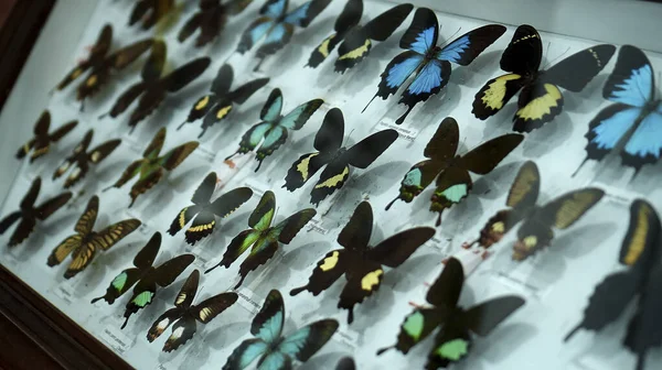 Μπουρουάν Ταμπανάν Μπαλί Ινδονησία Ιανουαρίου 2022 Μεγάλη Συλλογή Πεταλούδων Closeup — Φωτογραφία Αρχείου