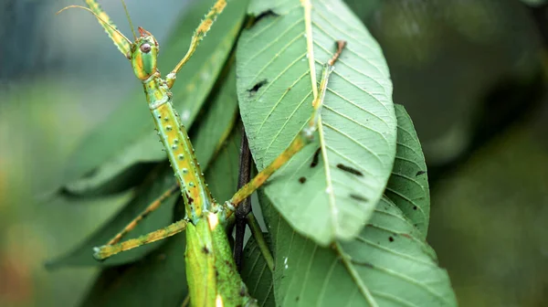 Der Große Grüne Indonesische Käfer Phasmatoptera Cyphocraniu Gigas Aus Der — Stockfoto