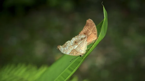 羽に白い斑点のある2本の黄色の蝶が熱帯雨林の緑の木の葉に座っています — ストック写真