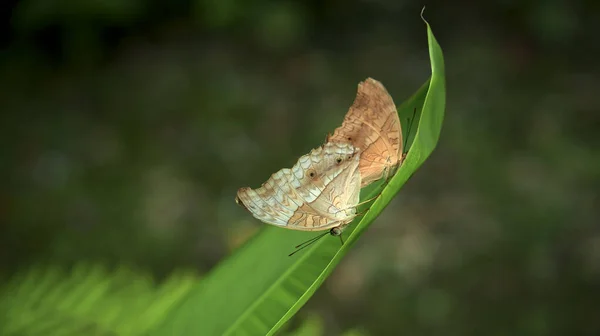 Dos Mariposas Amarillas Con Manchas Blancas Sus Alas Sientan Una — Foto de Stock