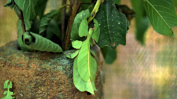 Liść Owad Zielony Phylliidae Trzymać Pod Liściem Dobrze Zakamuflowane Motywy Zdjęcie Stockowe