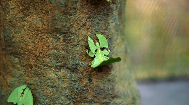 Yaprak Böceği yeşil Phylliidae bir yaprağın altına sıkıştı ve iyi kamufle oldu.