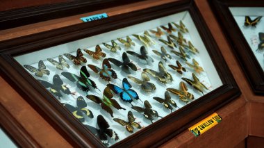 Buruan, Tabanan, Bali, Endonezya - 28 Ocak 2022: Büyük Kelebek Koleksiyonu. Parlak beyaz pencerede birçok farklı renkli kelebeğin yakın görüntüsü