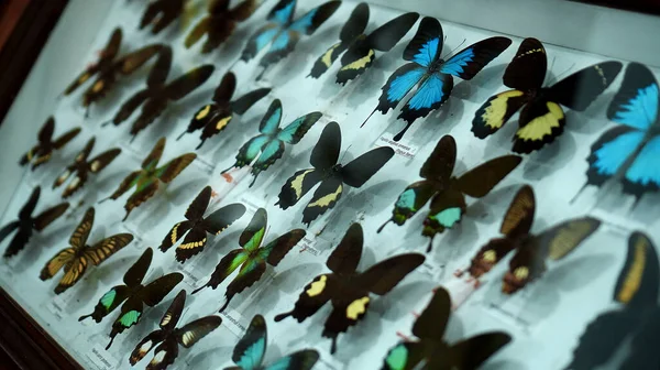 Buruan Tabanan Bali Indonesia Січня 2022 Large Butterfly Collection Яскравому Ліцензійні Стокові Зображення