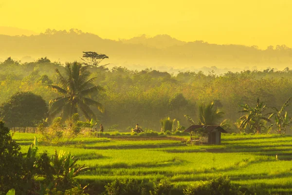 Rano Widok Piękne Tarasy Ryżowe Miejscowości Kemumu Bengkulu — Zdjęcie stockowe