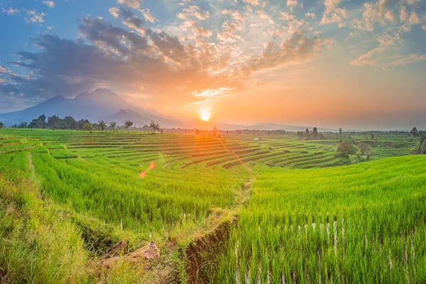 美丽的蓝山绿稻田上日出的晨景 — 图库照片