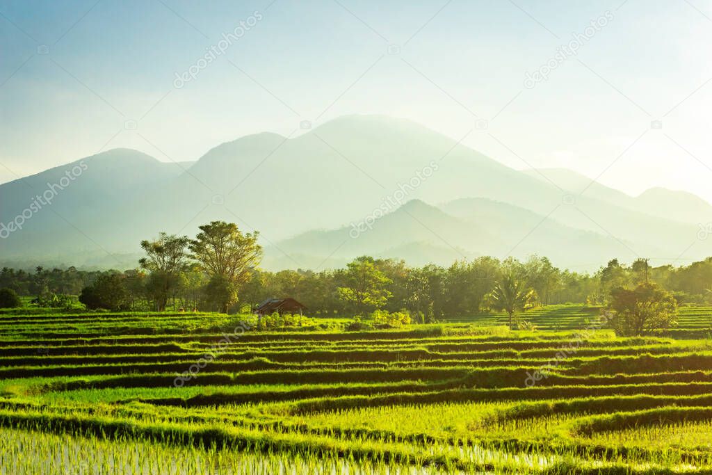 beautiful morning view with sunrise and green rice fields and blue mountains