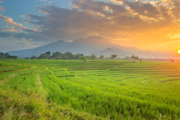 Πρωινή Θέα Στα Χωράφια Ρυζιού Την Ανατολή Του Ηλίου — Φωτογραφία Αρχείου