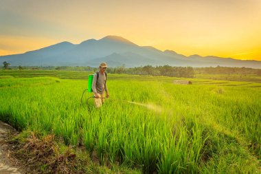 Çiftçinin sabahları güzel gün doğumu ve yeşil pirinç püskürttüğünü görmek.