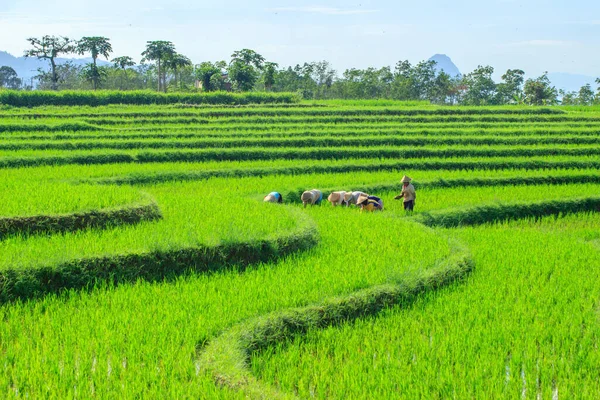 Утренний Обзор Фермеров Работающих Вместе Среди Зеленых Рисовых Полей — стоковое фото