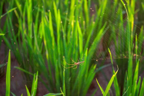 Visão Manhã Com Arroz Aranhas Entre Orvalho Manhã Arroz Verde — Fotografia de Stock
