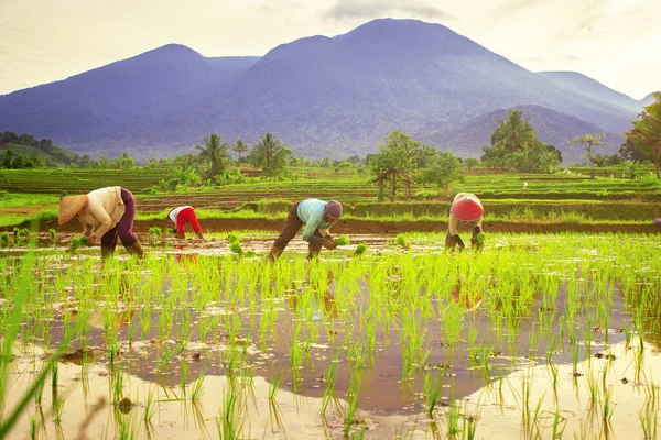 Morning View Farmer Working Plant Rice Rice Field — Stock Photo, Image