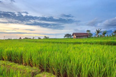 Endonezya 'nın Bengkulu köyündeki güzel yeşil pirinç tarlalarının manzarası