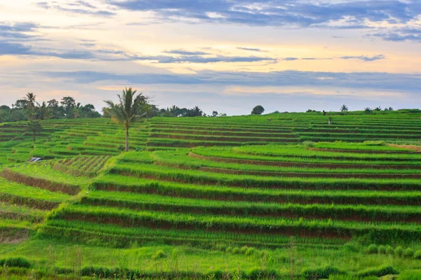 View Green Rice Terraces Bengkulu Indonesia — Stock Photo, Image