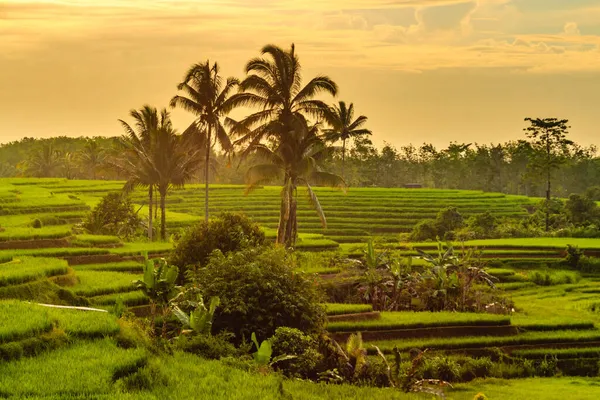 Krásný Výhled Rýžová Pole Krásnými Kokosovými Stromy Vesnici Bengkulu Indonésie — Stock fotografie