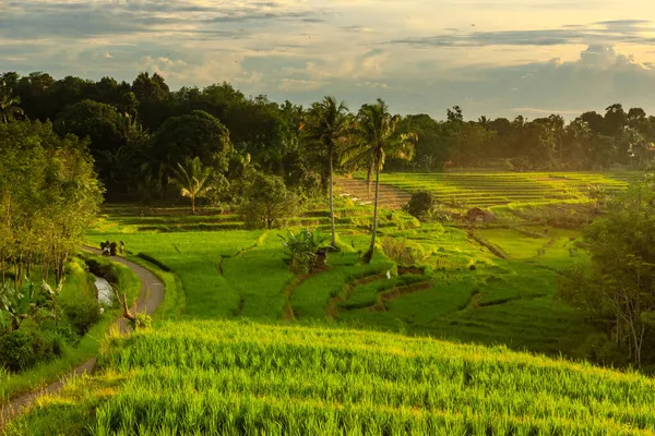 View Small Village Beautiful Rice Fields Sunset Indonesia — Stock Photo, Image
