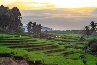 Gün batımında pirinç teraslı köy manzarası