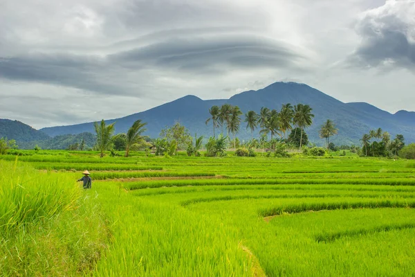 Vista Campos Arroz Verde Com Agricultores Que Trabalham Bengkulu Indonésia — Fotografia de Stock