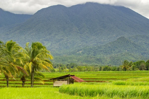 Vue Sur Les Rizières Vertes Bengkulu Indonésie — Photo