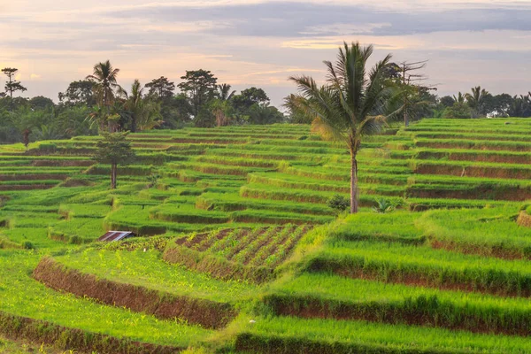 Village View Rice Terraces Sunset Bengkulu Indonesia — Stock Photo, Image