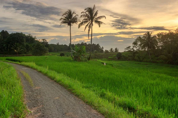 Village View Rice Fields Coconut Trees Sunset — Stock Photo, Image