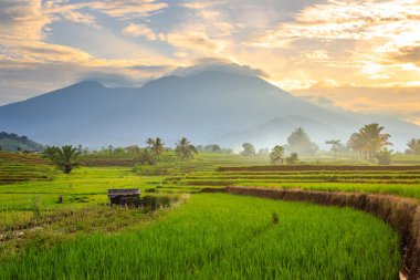Endonezya 'nın renkli gökyüzü ile pirinç tarlalarında güzel bir sabah manzarası