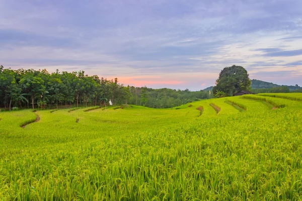 Beautiful Morning View Yellowing Rice Fields — Stock Photo, Image