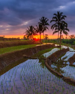 Pirinç tarlalarında güzel bir akşam manzarası