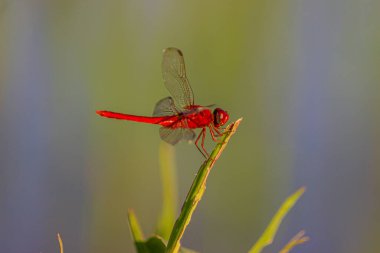 Kırmızı yusufçuk bulanık bir arkaplanda sabah uçuyor.