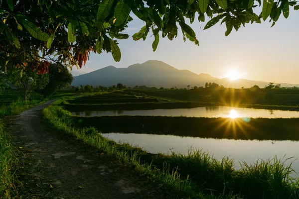 今天早上稻田的景色又美又美 — 图库照片