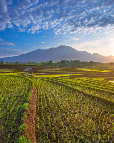 Beautiful Morning View Green Rice Fields — Stock Photo, Image