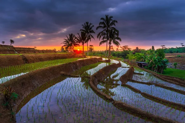 Kuzey Bengkulu, Endonezya 'daki pirinç tarlalarında güzel bir akşam manzarası.