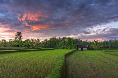 Pirinç tarlalarında güzel bir sabah manzarası