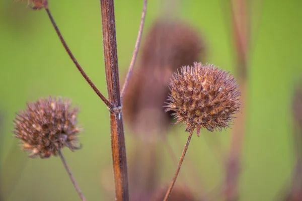 Macro Photo Dried Flowers Stems Green Blur Background — 스톡 사진