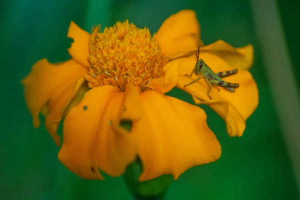 Macro Photo Small Crickets Small Flowers Green Blur Background — Stock Photo, Image