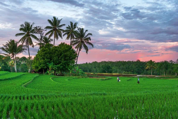 Beautiful Morning View Green Rice Fields — Stock Photo, Image