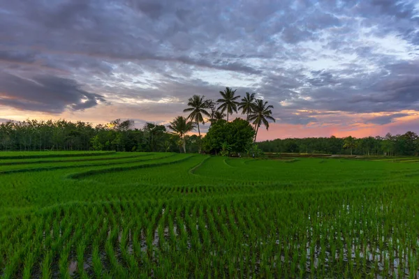 Beautiful Morning View Green Rice Fields Burning Sky — Photo