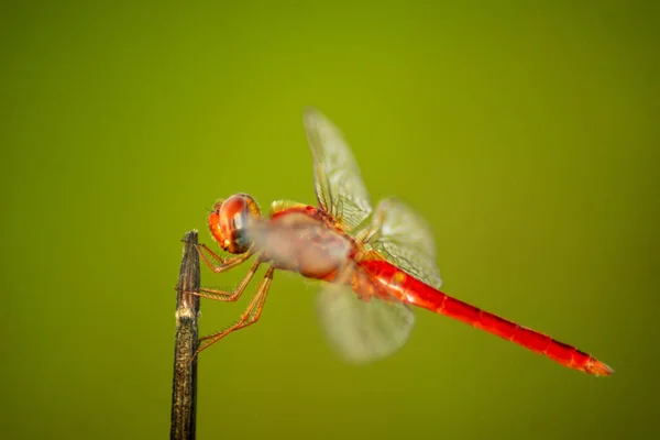 Macro Photo Dragonflies Dried Stems Light Green Blur Background — Stockfoto
