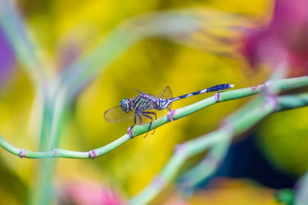 Photo Beautiful Dragonfly Morning Beautiful Flower Blur Background — Fotografia de Stock