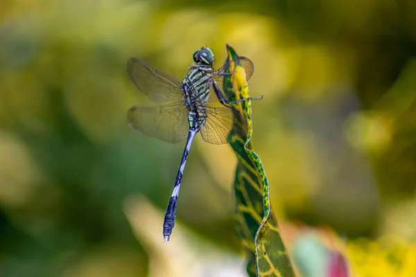 Photo Beautiful Dragonfly Morning Beautiful Blur Background — Stock Photo, Image