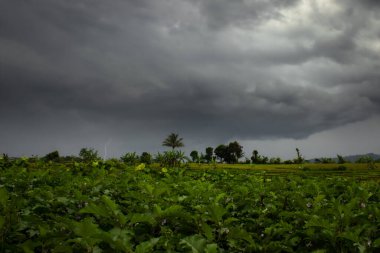 Fırtına bulutları Bengkulu, Endonezya ve Asya 'nın pirinç tarlalarına ulaştığında doğal manzara ve şimşek.