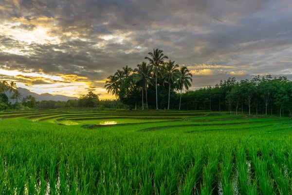 Morning Sunrise Beautiful Rice Fields Bengkulu North Asia Indonesia Beauty — Stock Photo, Image