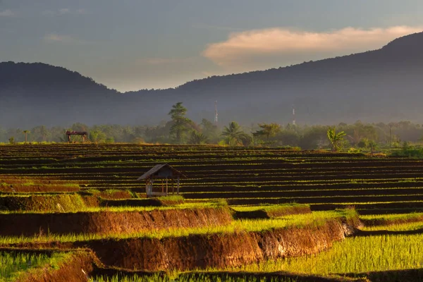 Morning View Feels Rice Fields Bengkulu North Asia Indonesia Beauty — Zdjęcie stockowe