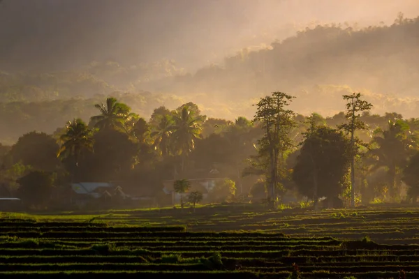 Poranna Mgła Widok Tarasy Ryżowe Bengkulu Azja Północna Indonezja Piękne — Zdjęcie stockowe