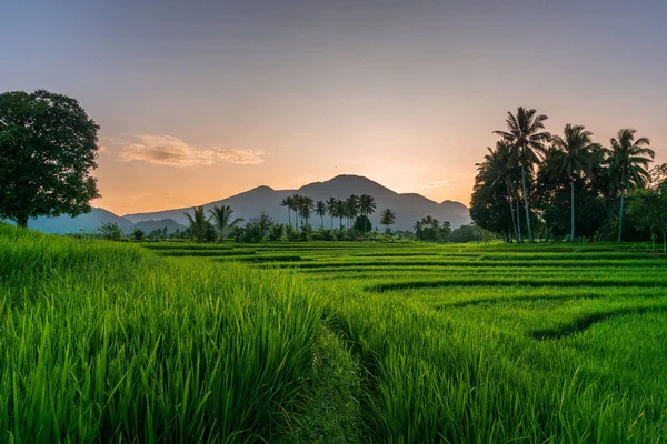 インドネシアの晴れた朝に露と山のある緑の田んぼの風景 — ストック写真