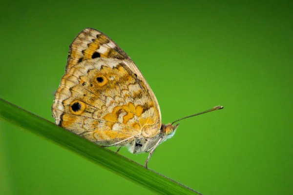 Foto Macro Uma Borboleta Marrom Fundo Folha Verde — Fotografia de Stock