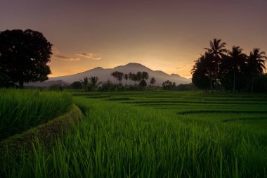 Pirinç tarlalarında bir Bengkulu manzarası yeşil pirinç ve dağ sırasının üzerinde yanan parlak bir gökyüzü.